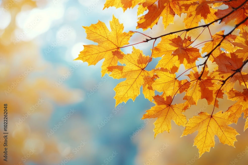 Fallen Leaves Season Background Fallen Leaves Season Background