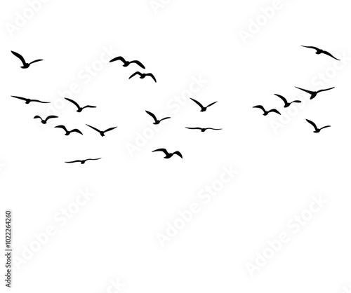 silhouette view of birds in the sky