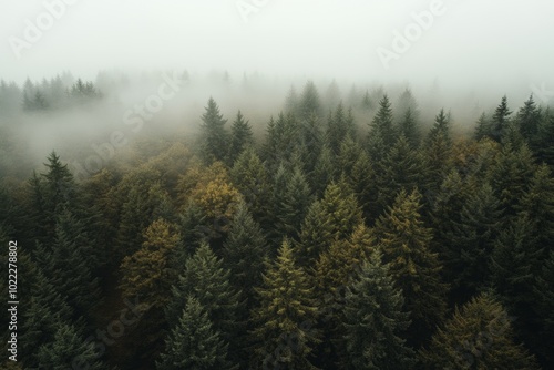 Fog envelops a dense forest in the Pacific Northwest, showcasing the tranquil beauty of nature on a misty day