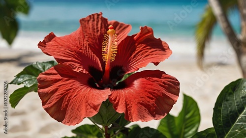 A detailed close-up photograph of a red hibiscus photo