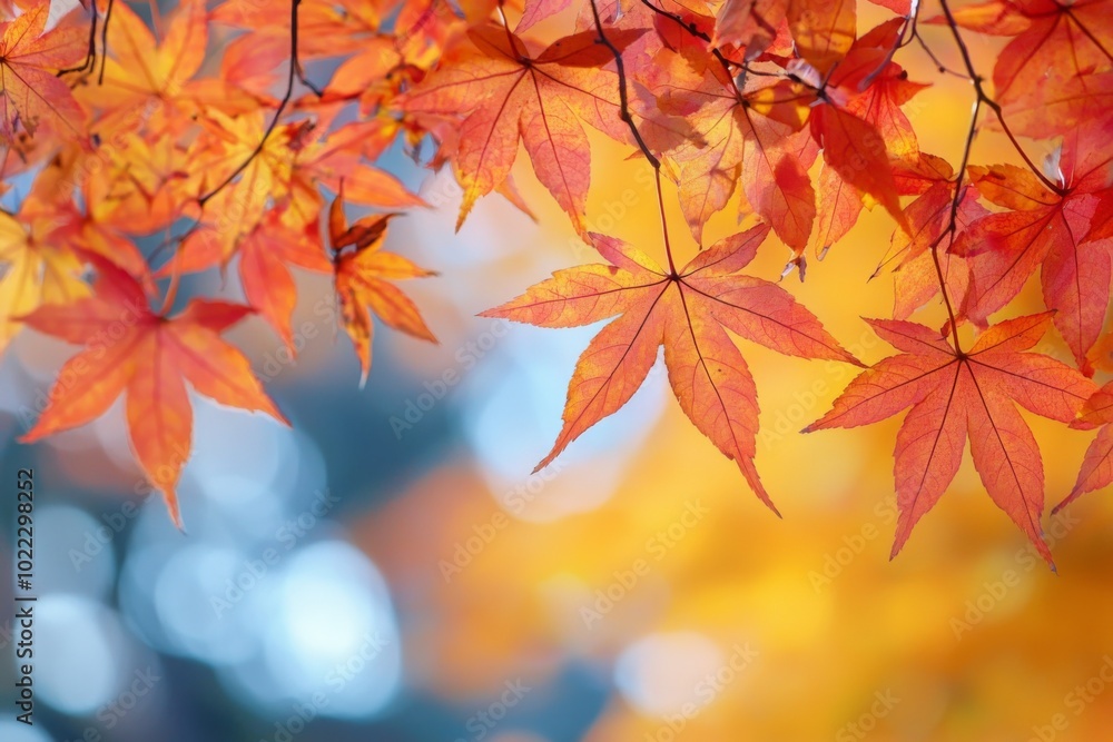 Fallen Leaves Season Background Fallen Leaves Season Background