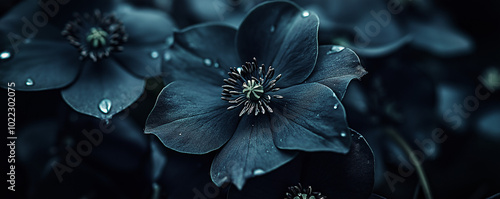 Black hellebore, black flowers. AI generation.