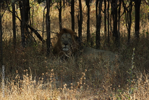 Male African Lion lounging in Liwonde National Park, Malawi, Africa. photo