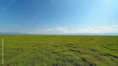 Lush Green Grassland Under Bright Blue Sky