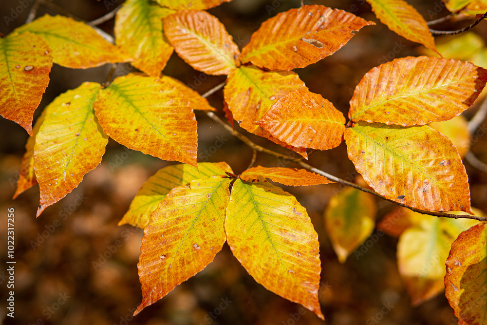 American beech tree (Fagus grandifolia) with beautiful fall colors American beech tree (Fagus grandifolia) with beautiful fall colors