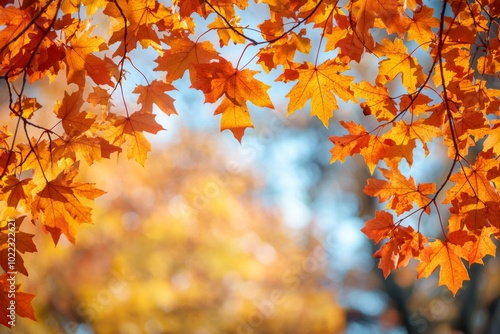 Fallen Leaves Season Background