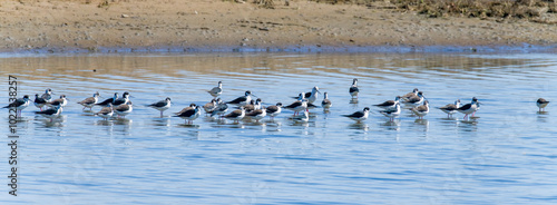 Black-winged longlegged Snipe group in Beidaihe coastal wetland, Qinhuangdao city, Hebei province, China.