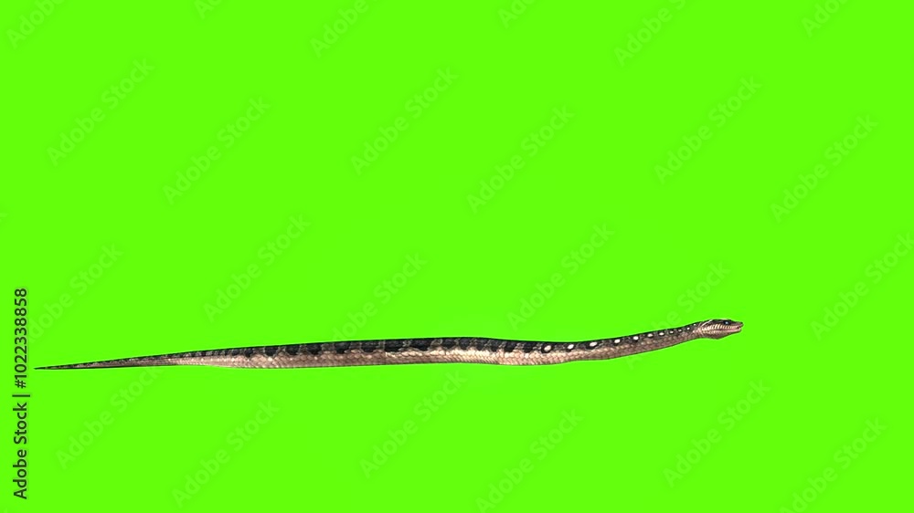 Snake run green screen animation 3D rendering Snake run green screen animation 3D rendering