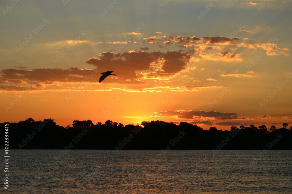 Fototapeta premium ザンベジ川の夕焼けと飛んでいる鳥