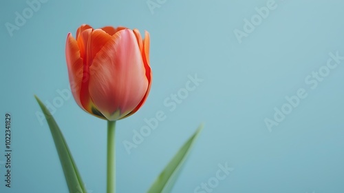 A bright orange tulip flower isolated on a light blue background.