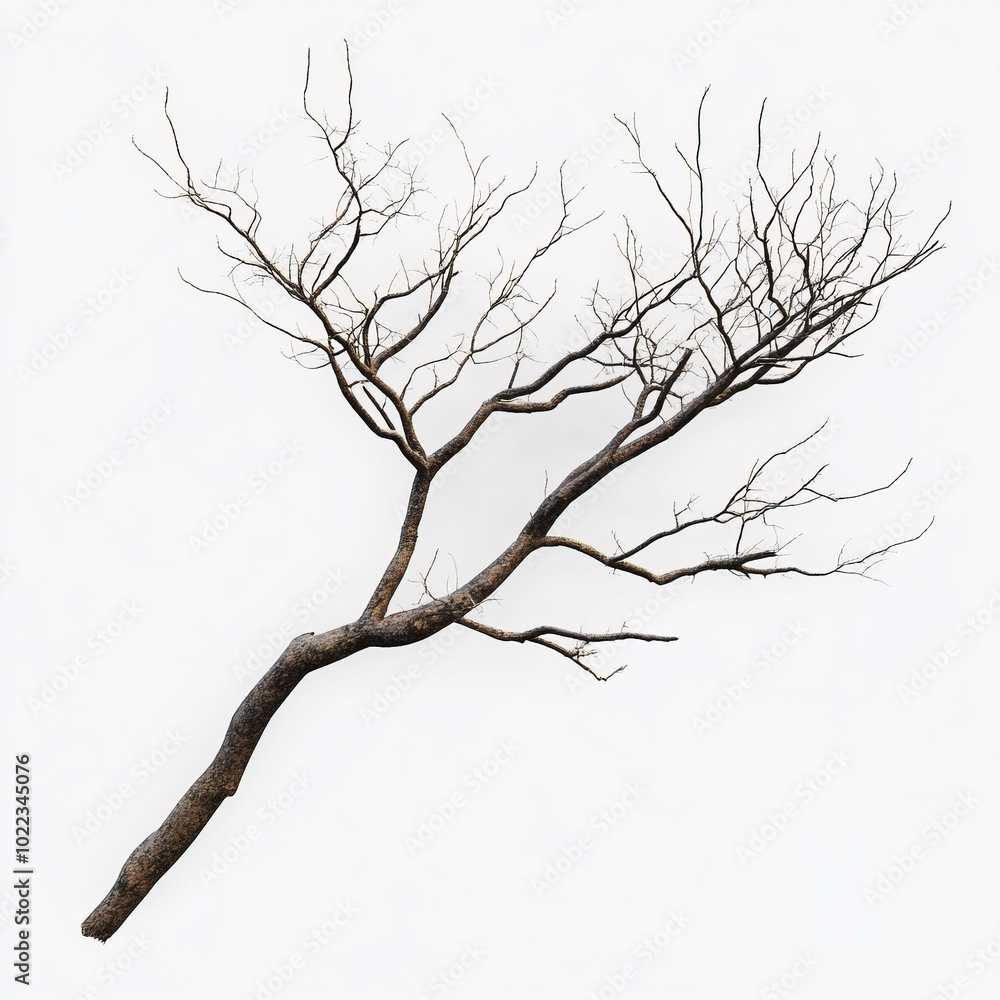 Obraz premium photo realistic of tree branch on white background