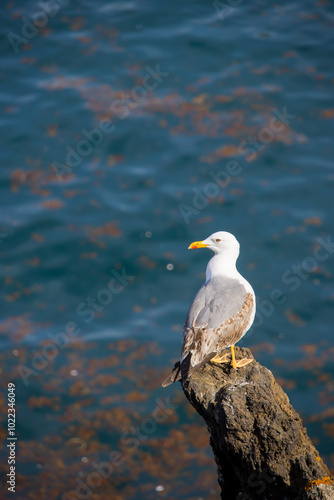 Close up view of Fulmer bird in the lake photo