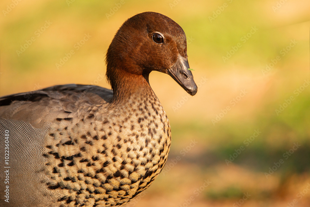 The Australian wood duck, maned duck or maned goose is a dabbling duck found throughout much of Australia. The Australian wood duck, maned duck or maned goose is a dabbling duck found throughout much of Australia.