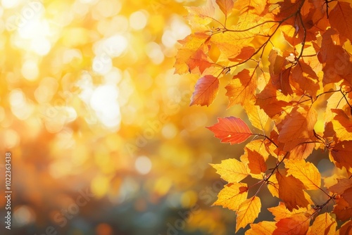 Fallen Leaves Season Background