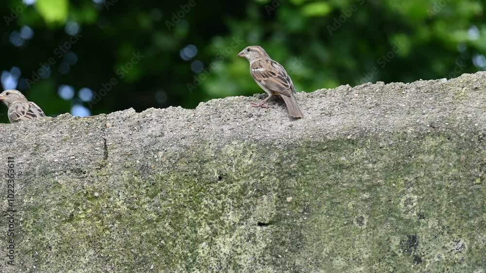House sparrow. Its other name Passer domesticus and Indian House sparrow. This is a bird of the sparrow family Passeridae, found in most parts of the world. Slow motion video.
House sparrow. Its other name Passer domesticus and Indian House sparrow. This is a bird of the sparrow family Passeridae, found in most parts of the world. Slow motion video.