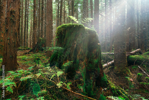 Light filters across a moss covered, old growth stump in a west coast forest