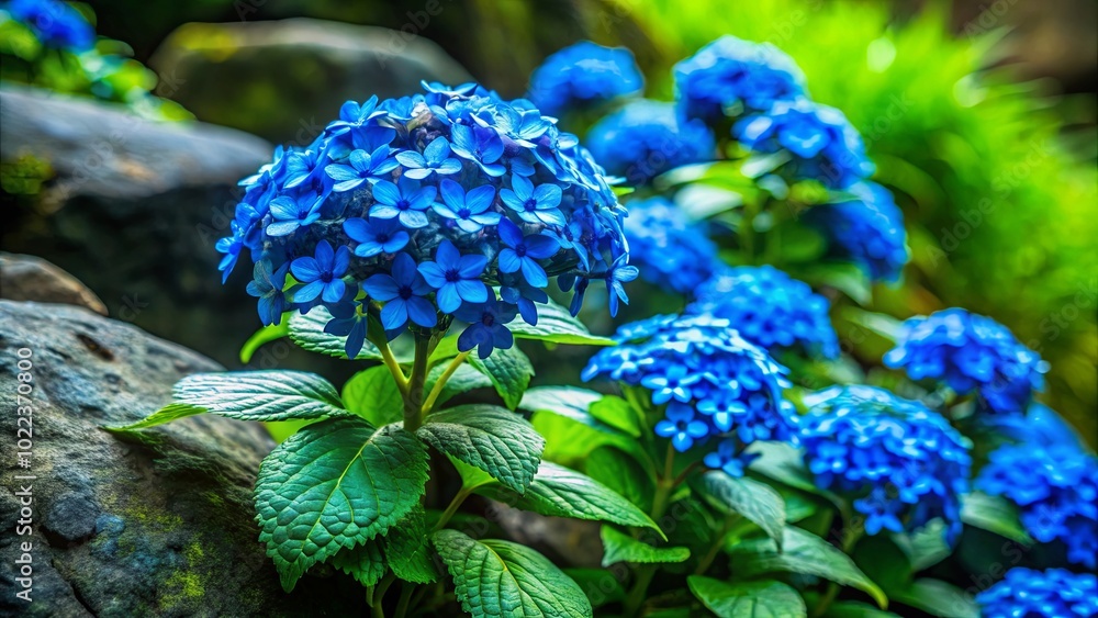 A vibrant cluster of azure blossoms emerges from a bed of lush foliage, its delicate petals unfurling amidst a backdrop of weathered stone and verdant greenery. A vibrant cluster of azure blossoms emerges from a bed of lush foliage, its delicate petals unfurling amidst a backdrop of weathered stone and verdant greenery.