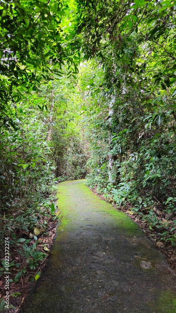 A peaceful, narrow rural path in Tay Ninh, Vietnam, where the surface is entirely covered with moss, surrounded by lush greenery on a summer day. A peaceful, narrow rural path in Tay Ninh, Vietnam, where the surface is entirely covered with moss, surrounded by lush greenery on a summer day.