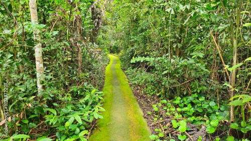 Narrow street in a tropical forest at Tay Ninh, Vietnam in summer day. photo