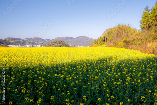 People taking pictures at the rapeseed canola flowers in Luoping County, southwest China's Yunnan photo