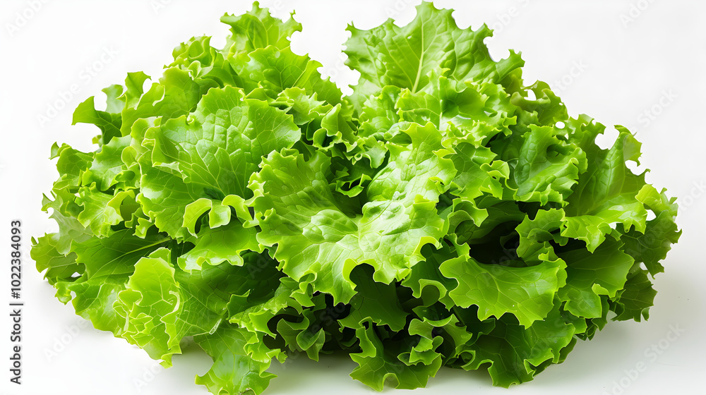 fresh lettuce isolated on white, Crisp and Fresh Green Lettuce Head Ready for Healthy Meals fresh lettuce isolated on white, Crisp and Fresh Green Lettuce Head Ready for Healthy Meals