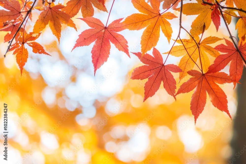 Fallen Leaves Season Background Fallen Leaves Season Background