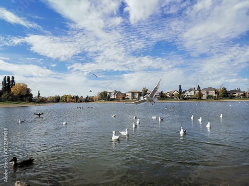 seagulls on the lake