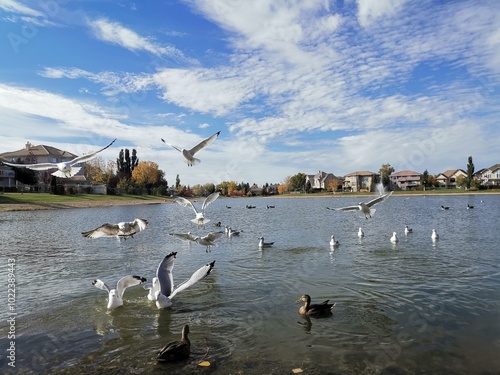 seagulls on the lake