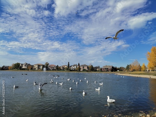seagulls flying over the lake