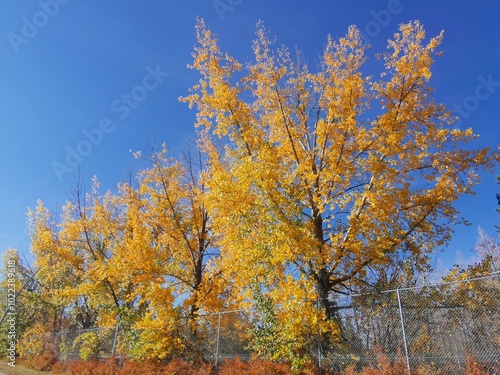 autumn trees in the park