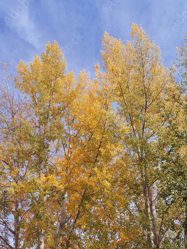 autumn trees in the park