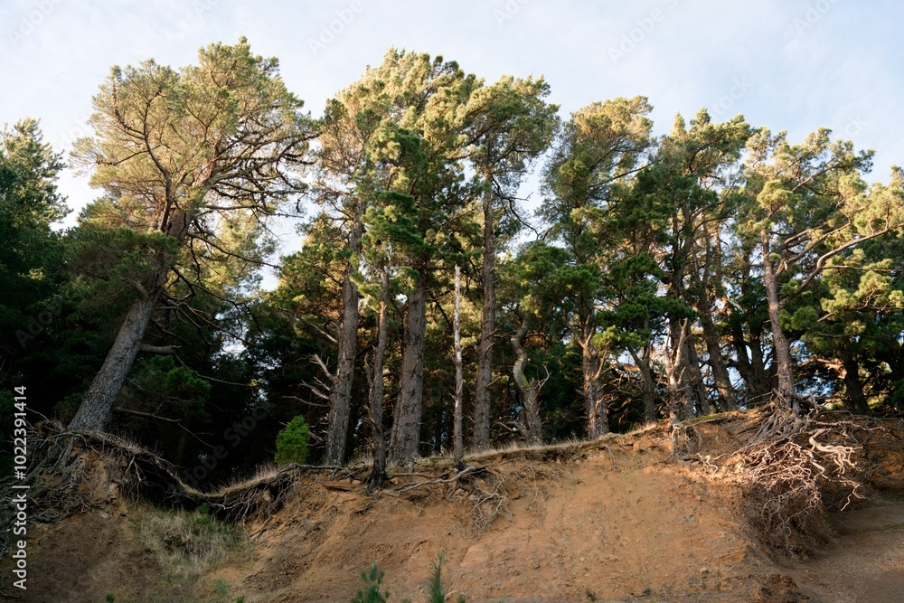 Eroding Forest Slope with Exposed Tree Roots - Natural Landscape Erosion Eroding Forest Slope with Exposed Tree Roots - Natural Landscape Erosion