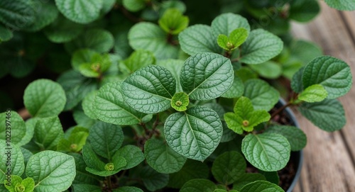 Periwinkle plant leaves background