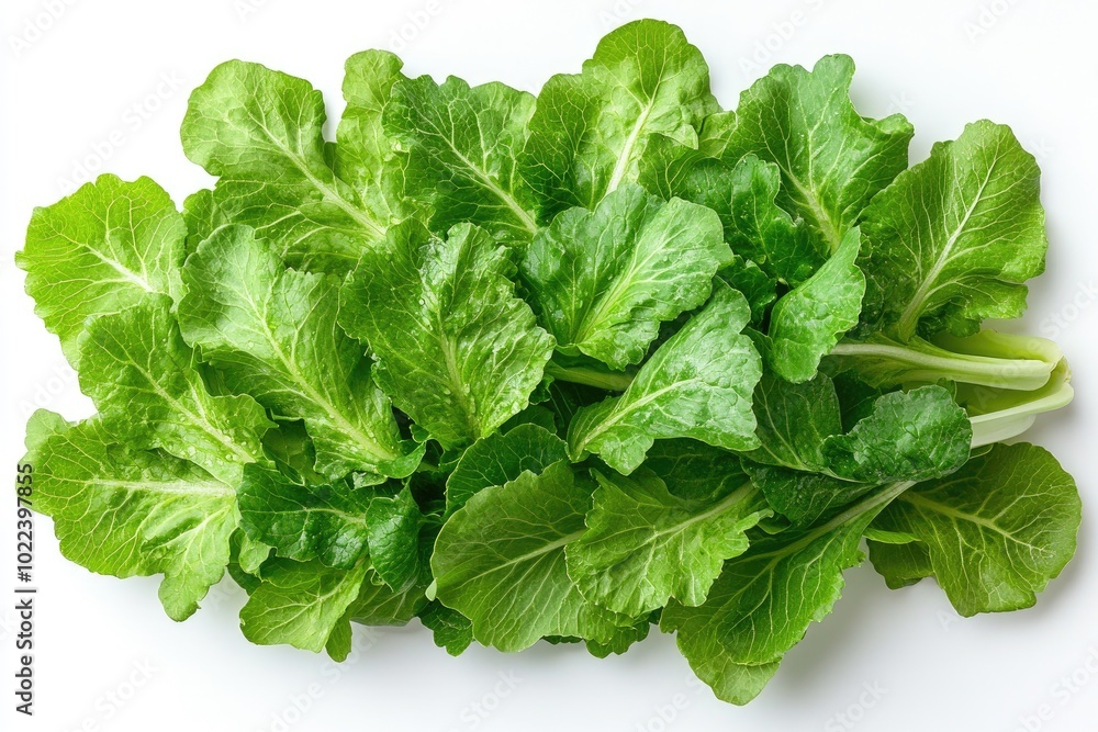 Four fresh bok choy heads lying on white background Four fresh bok choy heads lying on white background