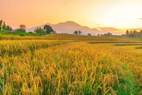 indonesia beauty landscape paddy fields in north bengkulu natural beautiful morning view from Indonesia of mountains and tropical forest