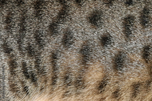 Canvas Print Tabby cat fur texture background. Pet hair backdrop.