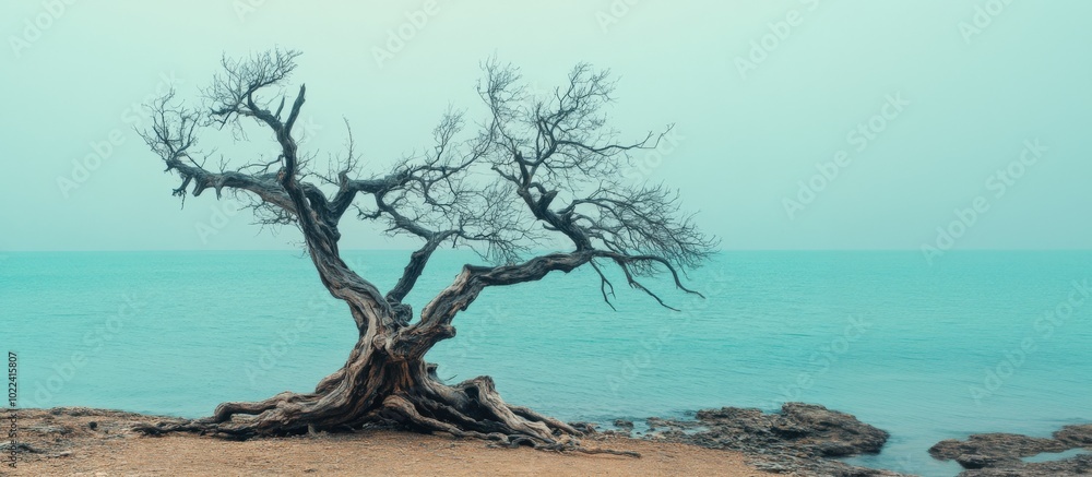 A solitary, gnarled tree stands on the shoreline, contrasting beautifully with the calm turquoise sea and sandy beach. A solitary, gnarled tree stands on the shoreline, contrasting beautifully with the calm turquoise sea and sandy beach.