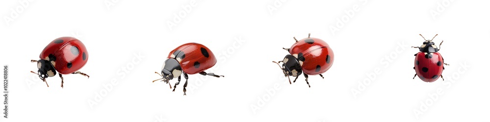 tiny red ladybug crawling, isolated on white background tiny red ladybug crawling, isolated on white background