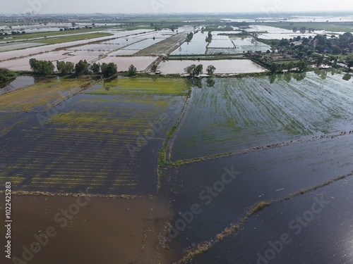 Flooded rice fields in the rain season of asia agriculture