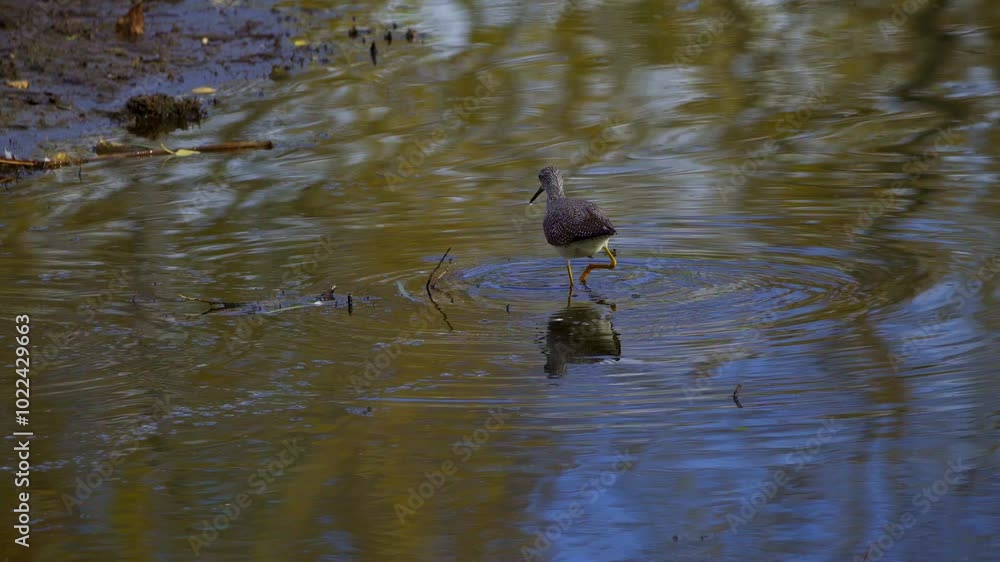 Lesser Yellowlegs Feeding by the Shore in Elk Island National Park, Edmonton
Lesser Yellowlegs Feeding by the Shore in Elk Island National Park, Edmonton