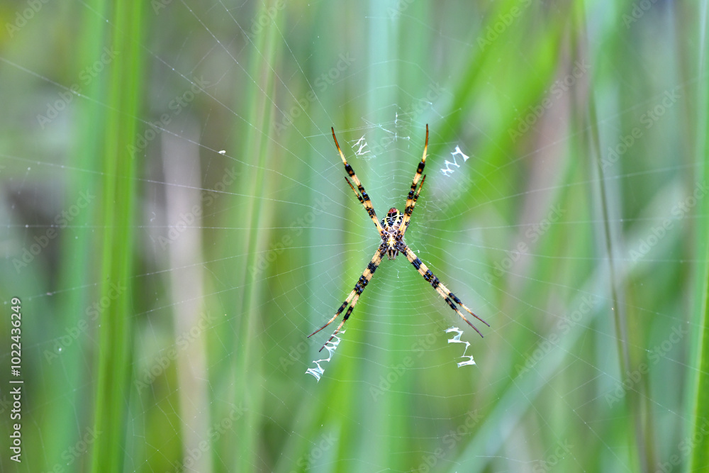 spider hanging upside down from web spider hanging upside down from web