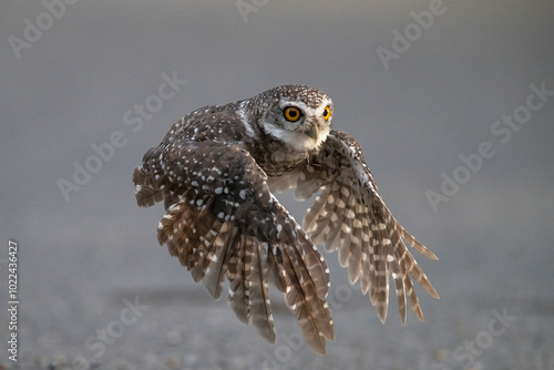 Фотография Spotted owlet flying to catch prey on the ground (Athene brama)