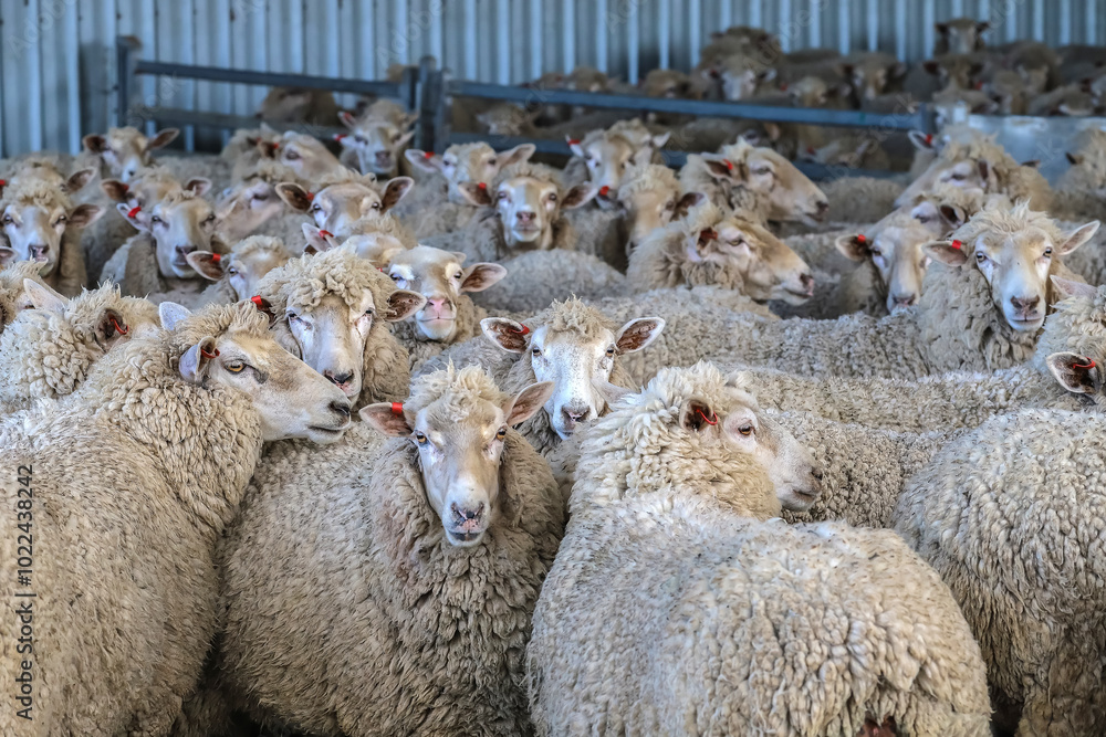 Fototapeta premium Flock of sheep in a farm pen, awaiting shearing, showcasing the wool industry and rural farm life in Australia