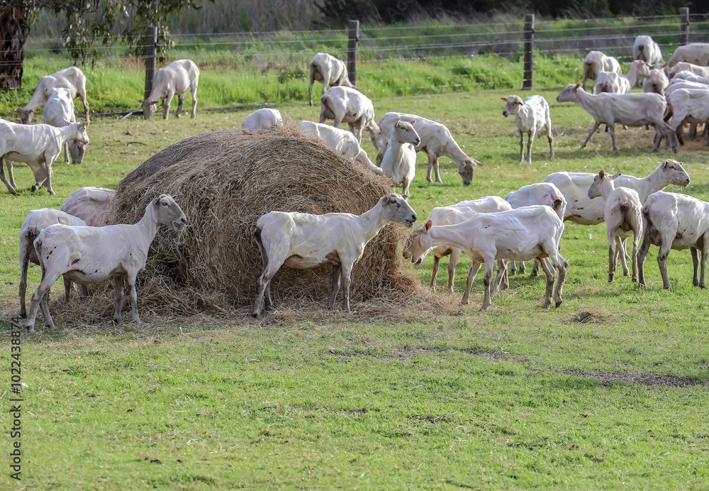 Obraz premium Sheared flock of sheep grazing and feeding in a rural pasture, highlighting farm life and the wool industry in Australia