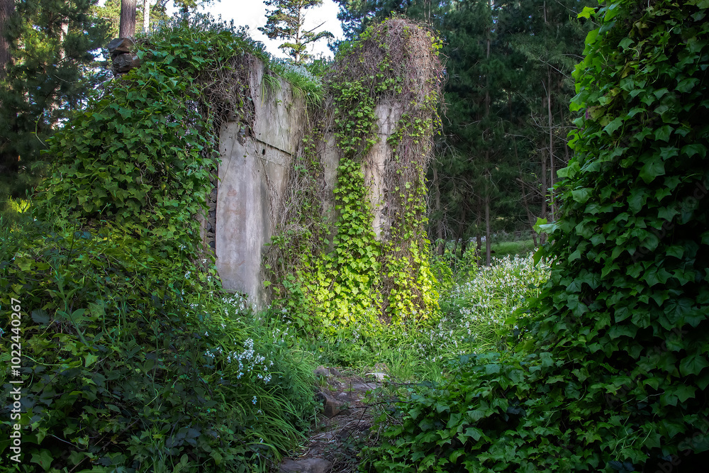 Abandoned stone house ruins overgrown with greenery and white calla lilies in tranquil Australian forest, nature power Abandoned stone house ruins overgrown with greenery and white calla lilies in tranquil Australian forest, nature power