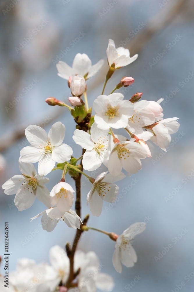 Closeup of Sakura Cherry Blossom - Delicate Pink Flower in Full Bloom Closeup of Sakura Cherry Blossom - Delicate Pink Flower in Full Bloom