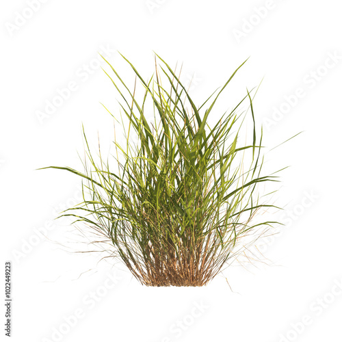 clump of green grass isolated on a transparent background. Isolated grass on transparent background. side view of clump of grass. Bunch of green grass isolated on transparent background. Grass PNG.
