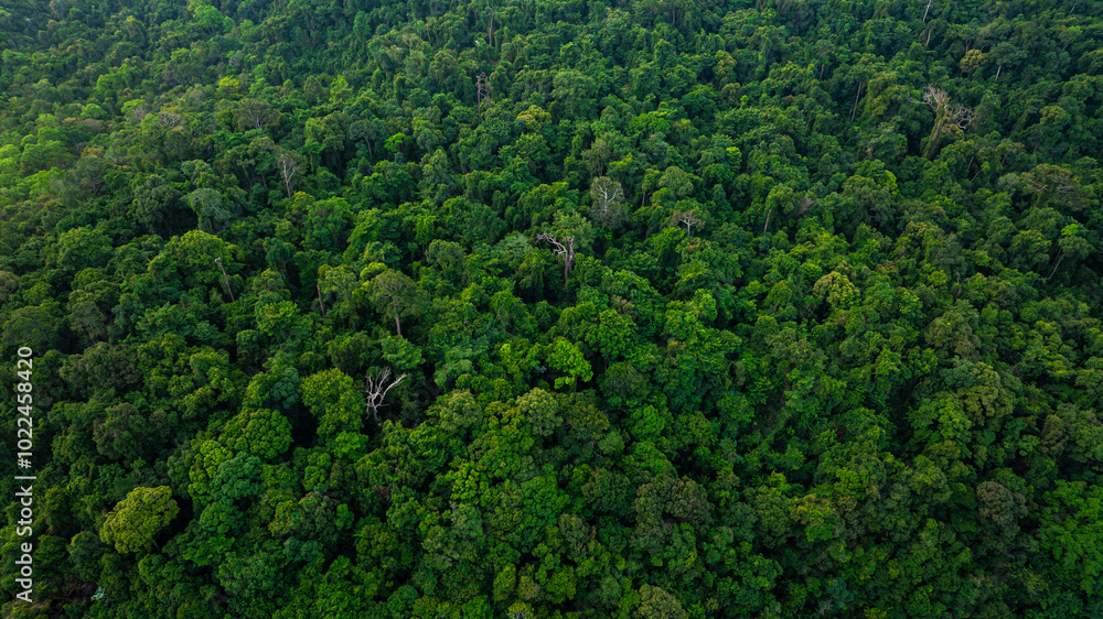 aerial view of dark green forest Abundant natural ecosystems of rainforest. Concept of nature forest preservation and reforestation.	