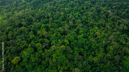 Photography aerial view of dark green forest Abundant natural ecosystems of rainforest