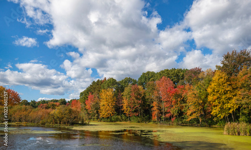 The beauty of fall in the Pioneer Valley (Ludlow, Western MA)